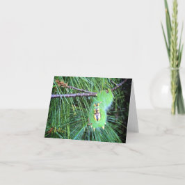 Cartão hello caterpillar notecard