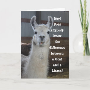 Cartão Hello   Engraçado Engraçado Llama Humor
