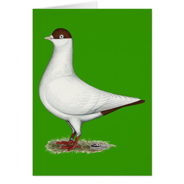 Cartão Helmet Pigeon Holandês (Frente)