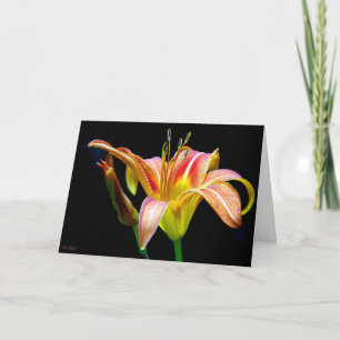 Cartão Hemerocallis Selvagem Em Uma Caminhada Escura Pela