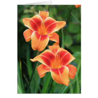 Cartão Hemerocallis 'ultrajante