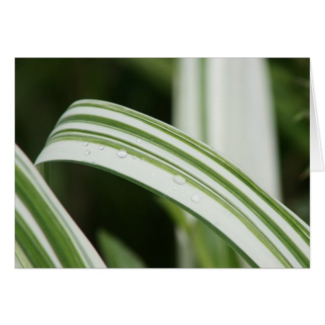 Cartão Hemerocallis Variegated de Kwanzo (Frente Horizontal)