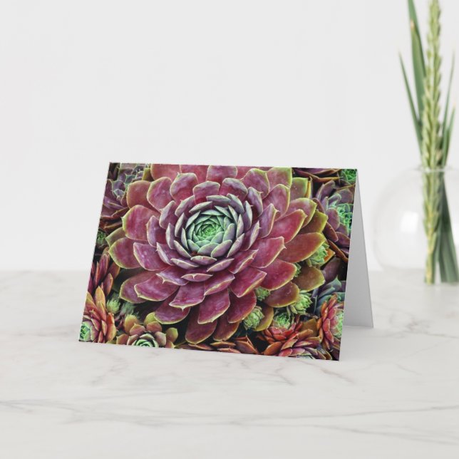 Cartão Hen And Chicks (Frente)