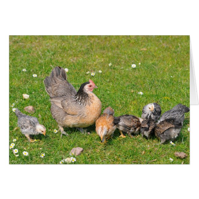 Cartão Hen com pintinhos (Frente Horizontal)