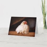 hen&frango