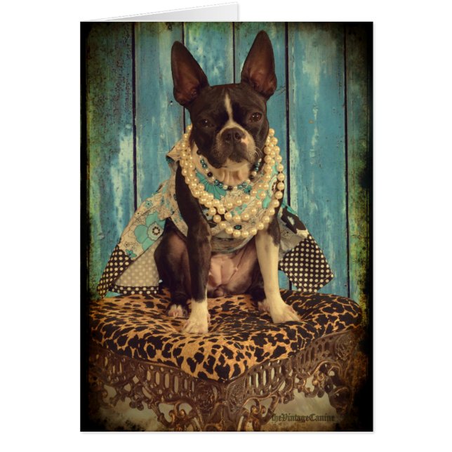 Cartão Hera a Boston Terrier (Frente)