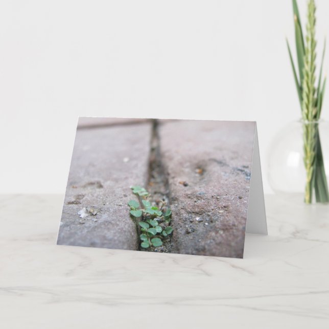 Cartão Hera da rachadura por Richard Dodd (Frente)