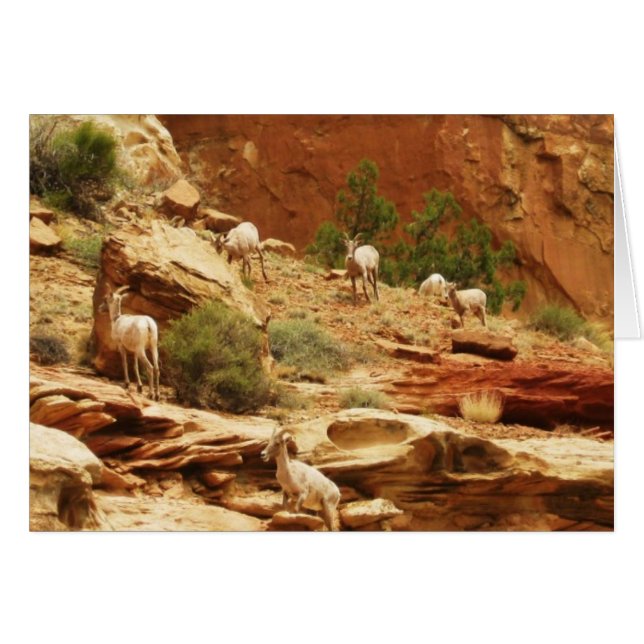 Cartão Herd. (Frente Horizontal)