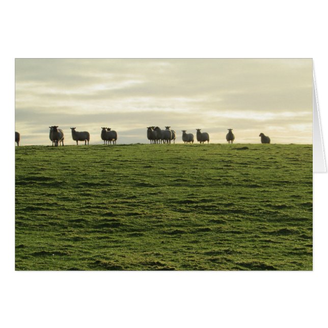 Cartão Herdwick Sheep (Frente Horizontal)