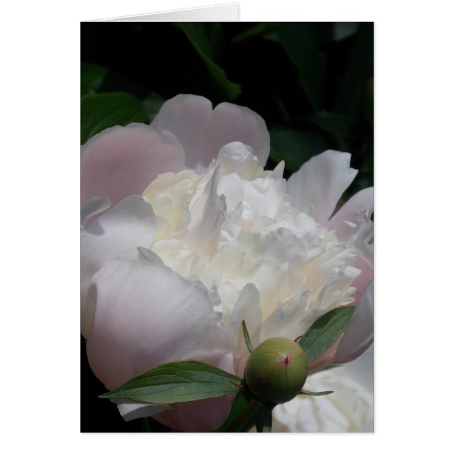 Cartão Heritage Peony III (Frente)