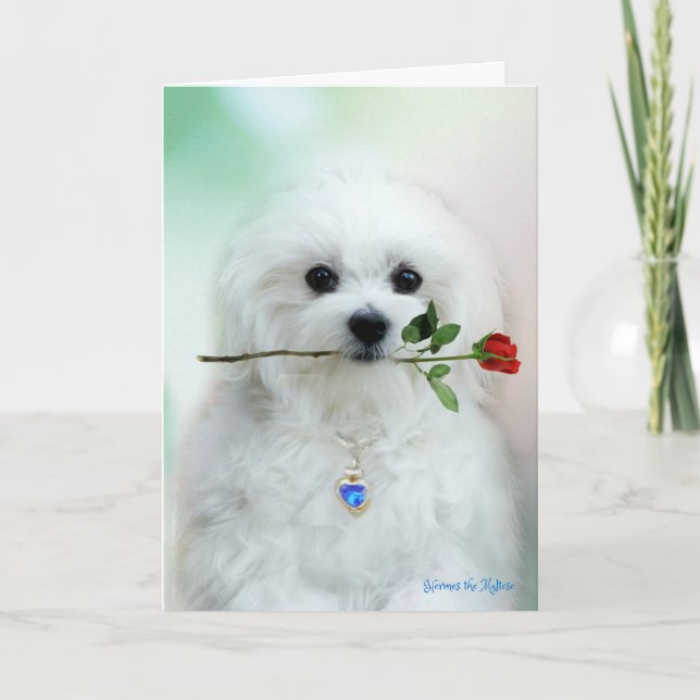 Cartão Hermes the Maltese Birthday Card (Frente)