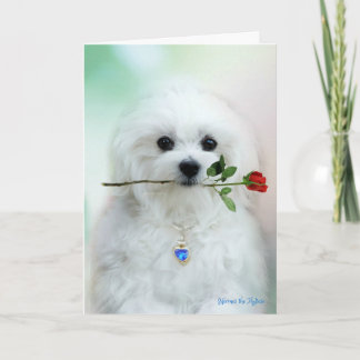Cartão Hermes the Maltese Birthday Card