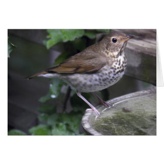 Cartão Hermit Thrush