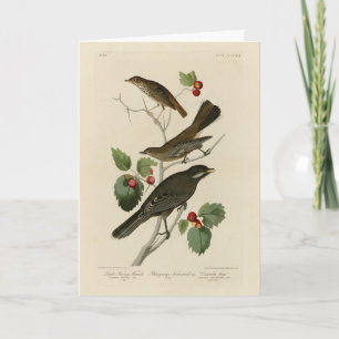 Cartão Hermit Thrush, Cinza Jay Audubon's Birds of Americ