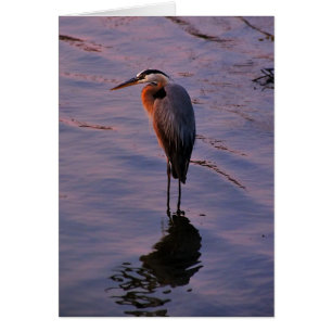 Cartão Herodias do Ardea