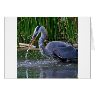 Cartão Heron Splash