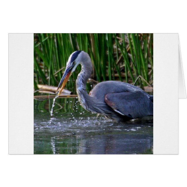 Cartão Heron Splash (Frente Horizontal)