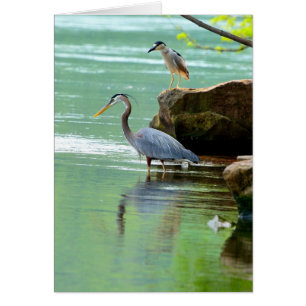 Cartão Herons