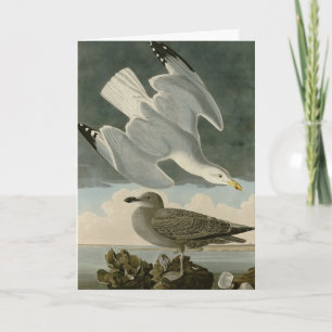 Cartão Herring Gull do Birds of America, de John Audubon