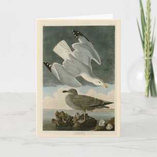 Cartão Herring Gull do Birds of America, de John Audubon