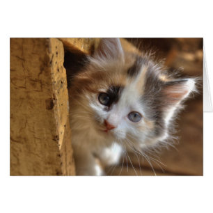 Cartão Heterochromia Calico Kitten