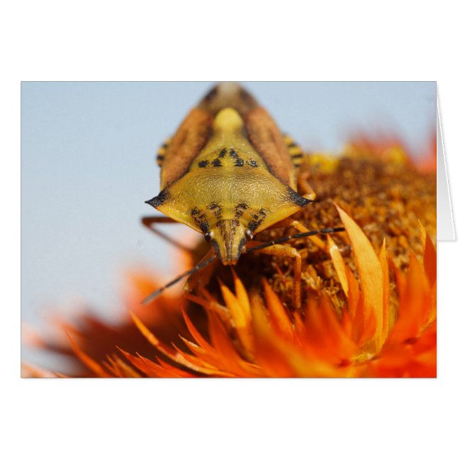 Cartão Heteroptera (Frente Horizontal)