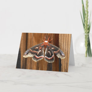 Cartão Hialophora cecropia