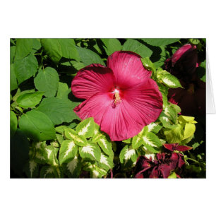 Cartão Hibisco à luz do sol