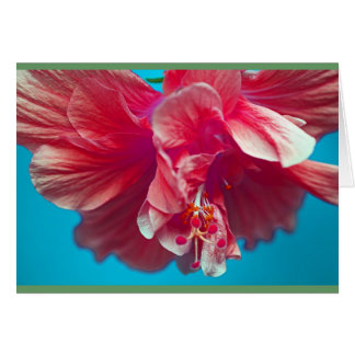 Cartão hibisco de descarga