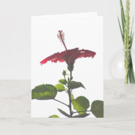 Cartão Hibisco Vermelho Emboscada, Na Luz