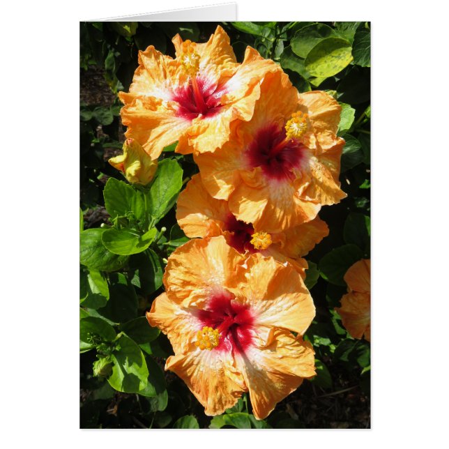 Cartão Hibiscus (Frente)