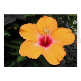 Cartão Hibiscus