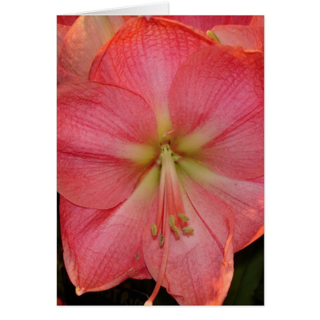 Cartão Hibiscus (Frente)