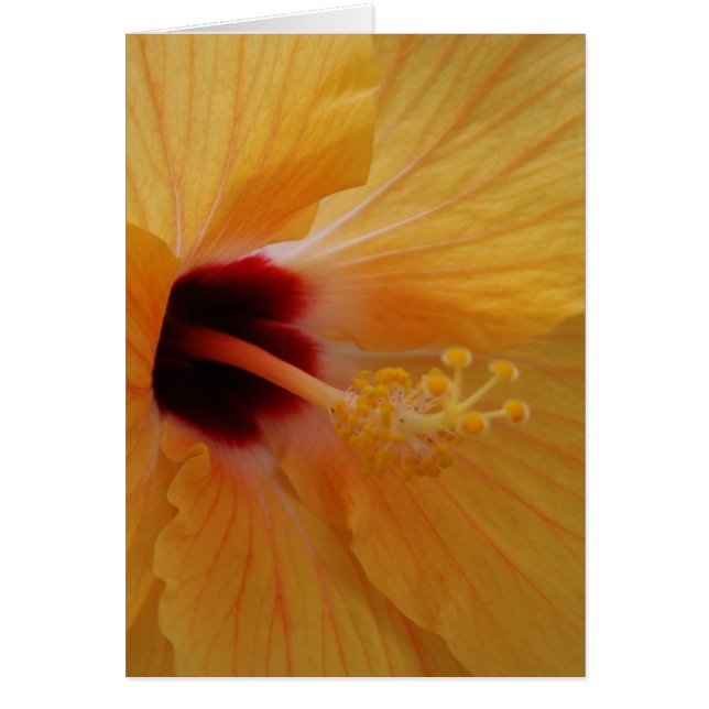 Cartão Hibiscus61 (Frente)
