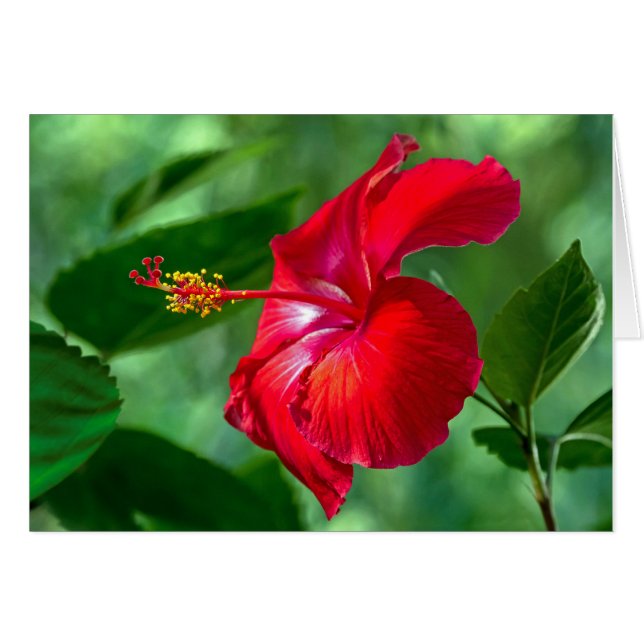 Cartão Hibiscus Blossom (Frente Horizontal)
