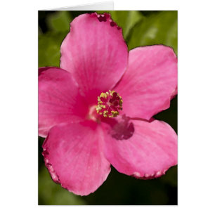 Cartão Hibiscus cor-de-rosa