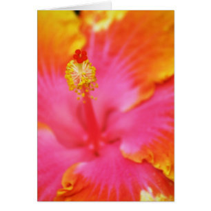 Cartão Hibiscus da chama mim
