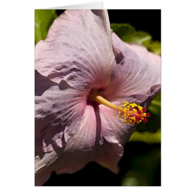 Cartão Hibiscus de Lavendar (Frente)