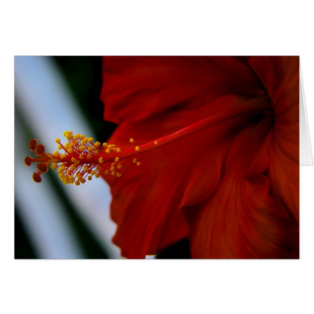 Cartão Hibiscus Delicious (Frente Horizontal)