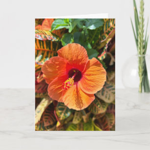 Cartão Hibiscus e Croton