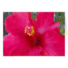 Cartão Hibiscus rosa