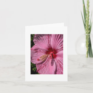 Cartão Hibiscus Rosa-Mallow Crimsoneyed