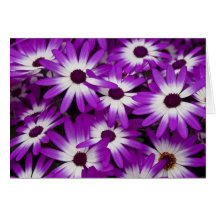 Cartão híbrido do Cineraria