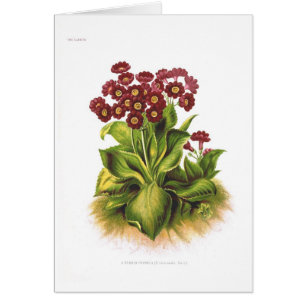 Cartão Híbrido do Primula