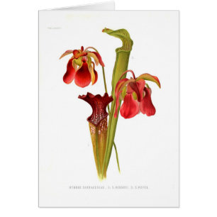 Cartão Híbrido do Sarracenia