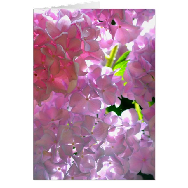 Cartão Hidrampas Rosa Radiantes, flores cor-de-rosa, flor (Frente)