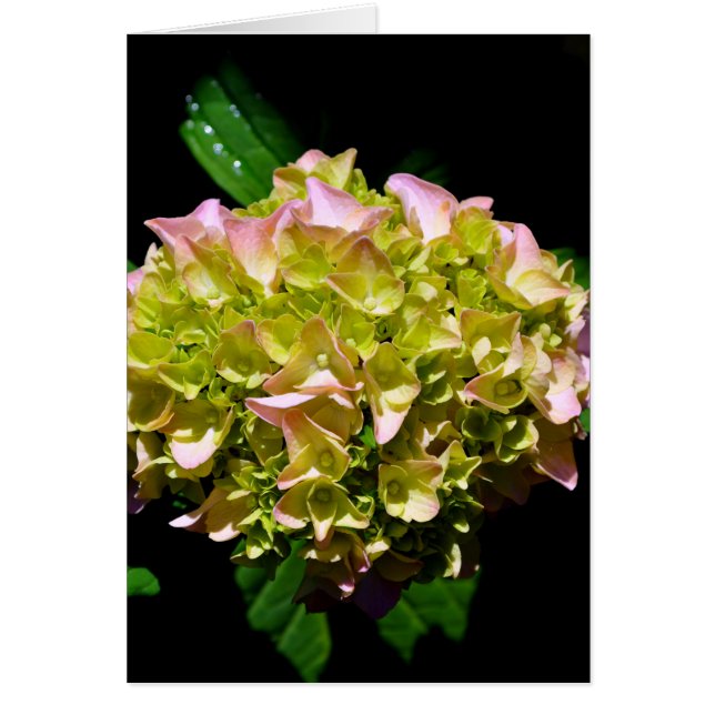 Cartão Hídranga floral verde-rosa-esverdeado Elegante (Frente)