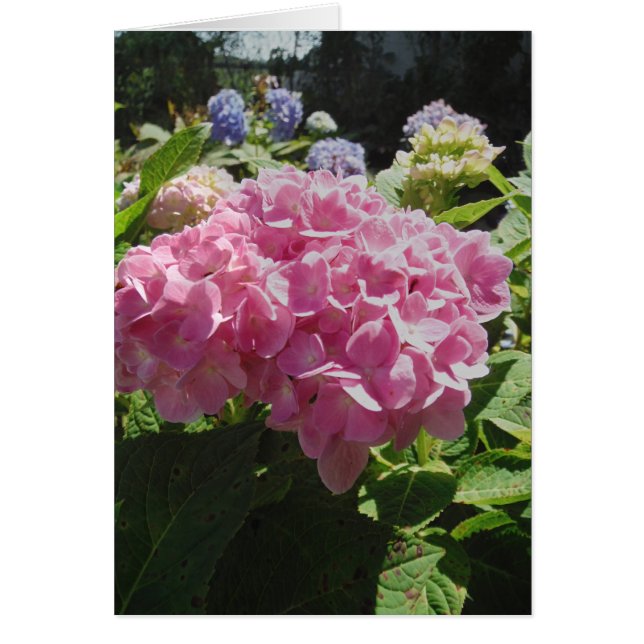 Cartão Hidrangea rosa (Frente)