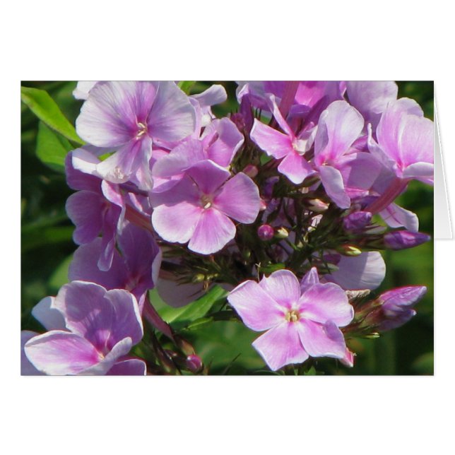 Cartão hidrangea rosa (Frente Horizontal)