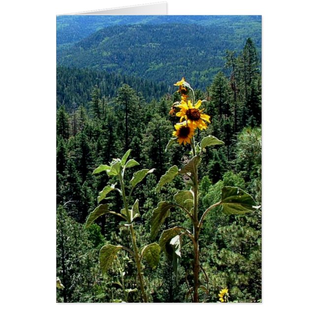 Cartão High Road to Taos (Frente)